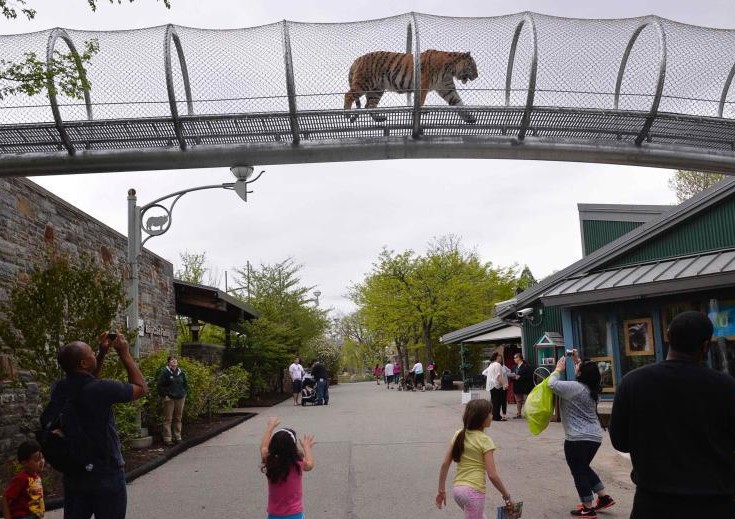 动物园为老虎建空中散步通道 与游客近距离接触”