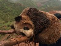 �Ĵ��Ѿ�����Ұ������è �������ɡ����򡱡�