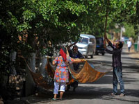 新疆火州桑葚采摘正当时”