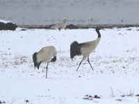 甘肃甘南五月飞雪 黑颈鹤尕海湖畔意外“遇冬””