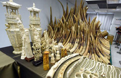 香港销毁走私象牙”