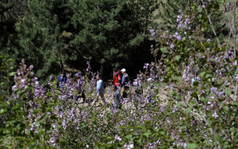 烂漫丁香 绽放西吉”