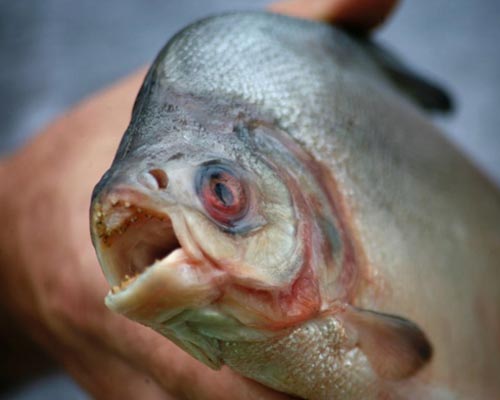 �������Ӵ���ʱ���Ⲷ��ʳ���㲢����ҧ�ˡ�