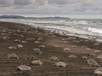 ��˹�������ǧ�������Ϻ���������ѡ�