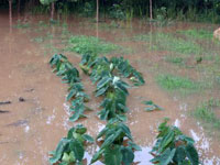 江西武宁持续强降雨致洪涝 局地农田民房受淹”