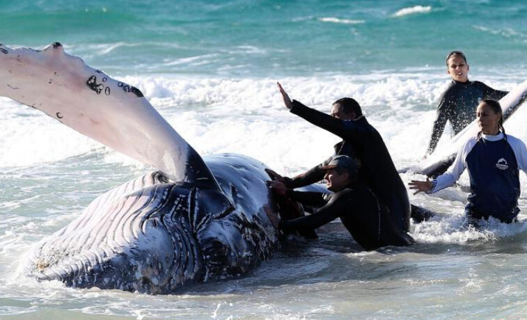 幼年座头鲸搁浅澳大利亚沙滩 救援人员合力解救”