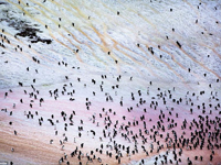 粉色企鹅粪绿色水藻为南极添色彩”