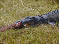实拍4.5米长鳄鱼吞下小马驹过程”