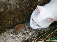 斯洛文尼亚上演现实版“猫和老鼠””