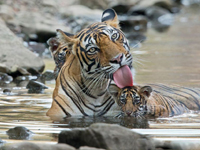 印度母老虎带幼崽水中消暑享清凉”
