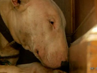 宠物狗酷暑天坚守已故主人墓前 不肯离去”