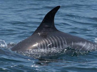 美海豚伤痕累累疑曾遭虎鲸整只吞食”