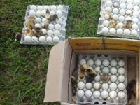 韩国警察没收鸭蛋欲销毁 数十只小鸭破壳而出”