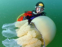 英国海岸惊现35公斤巨型水母”