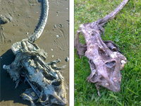 英国海滩发现罕见“海怪”骨架残骸 引发各种疯狂猜想”