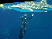 田亮伴鲸鲨 共舞海底芭蕾”