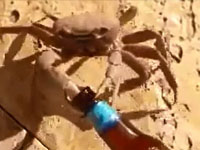 “贪杯”螃蟹偷啤酒 搞笑视频网上走红”