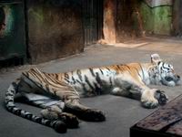 �����԰��Ӧ�����ݡ��ϻ����ɣ�������ϵͳ����֢��