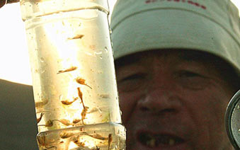 新疆阿尔泰地区三道海子现活化石“仙女虾””