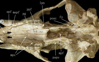 中国科学家发现现生熊类最近祖先戴氏祖熊化石”