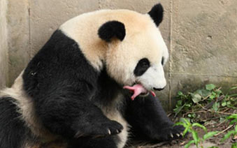 �������è�����ա�����˫��̥��è������