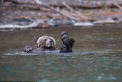 “休息一下” 加拿大小熊翘脚泡水很安逸”