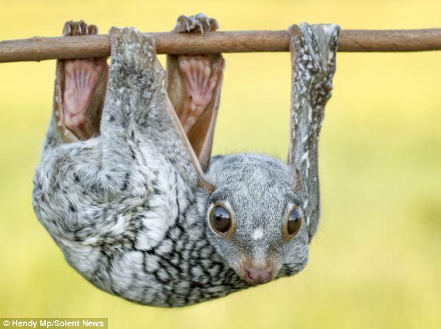 印度摄影师拍飞狐猴倒挂树上小憩画面 呆萌可爱”