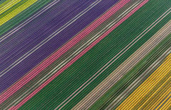 ��Ӱʦ���ı�Ұ������ �Ʋ�ɫ��̺��