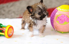 ȫӢ�����������˽�4.5Ӣ��ߡ�