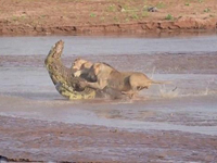 饥饿非洲狮“群殴”大鳄 战胜对手独享大餐”