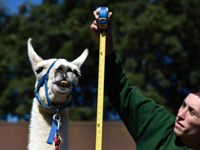 �׶ض���԰������ȴ���� ��ɫ���������ࡱ