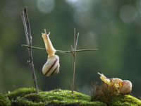 大力士蜗牛上演“蜗牛版”引体向上秀肌肉”