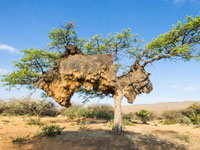 世界最大鸟巢压垮树干”