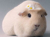 荷兰天竺鼠造型时尚变网络明星”