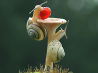 两只蜗牛爬蘑菇抢水果 萌翻众人”