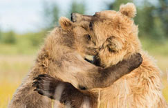熊妈妈与宝宝温馨照(高清组图)”
