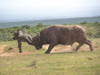 小象挑战成年水牛被顶飞”