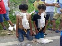 广西两少年偷鸭被抓 村民逼其嘴叼死鸭下跪(组图)”