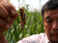 ���ϴ����ȳ��ʳ���� �ɻ�����ũҩ��ɱ��