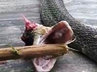 眼镜蛇头被厨师砍下 断气前咬伤厨师致其死亡(图)”