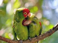 情侣鹦鹉枝头大秀恩爱萌翻人:耳鬓厮磨 情话绵绵(组图)”