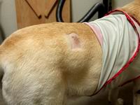 人狗情未了:导盲犬遭人刺伤 忍痛不发声送主人上班(组图)”