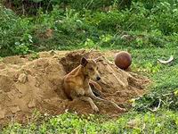 忠犬哭守主人坟 断粮15日拒绝救助 饿到似骷髅(高清组图)”