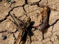 ���������ȳ�������أ����������ɺ� �ɻ���ҩ����Ӧ�ԣ�������ͼ����