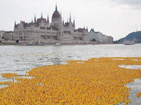 5.2��ֻ��ƤѼ��觺��ϡ���Ư������