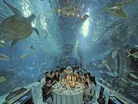 ���������и��ܡ���⡱�ϵ���ʳ��