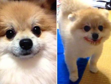 日本一小狗偷戴老奶奶假牙萌翻网友(组图)”