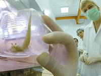 俄生物卫星返回地球 太空乘客壁虎全“殉职”(组图)”