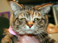 “最囧猫咪”天生表情悲伤 被人遗弃欲觅新家”