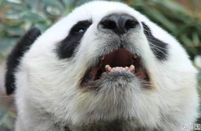 ̩����������è"����" �й��������ɻ���Ű��(��ͼ)��